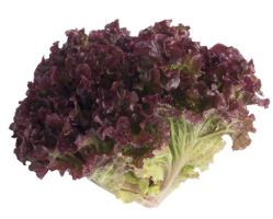 Alface Roxa 