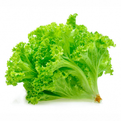 Alface Crespa 
